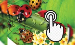 Ladybug Clicker image