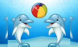 Dolphin Show image