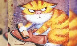 Funny Cats Slide image