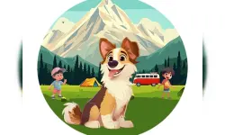 Dog Hide N Seek image