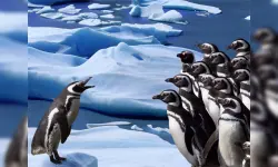 Penguins Slide image