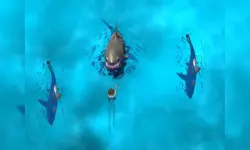 Avoid the Sharks image