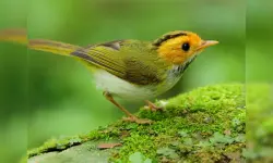 Birds Slide image